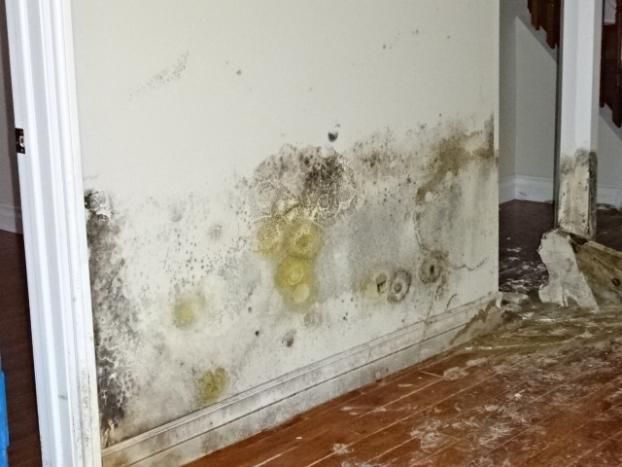 A recent mould remediation job in the  area